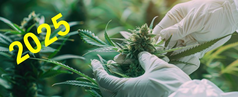 Cannabis Industry Predictions for 2025: Key Trends for Food Safety and Compliance